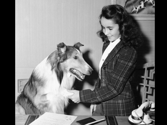 Elizabeth Taylor ketika berumur 11 tahun, dalam serial 'Lassie', 1943.